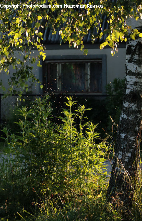 Plant, Vine, Cabin, Hut, Rural, Shack, Shelter