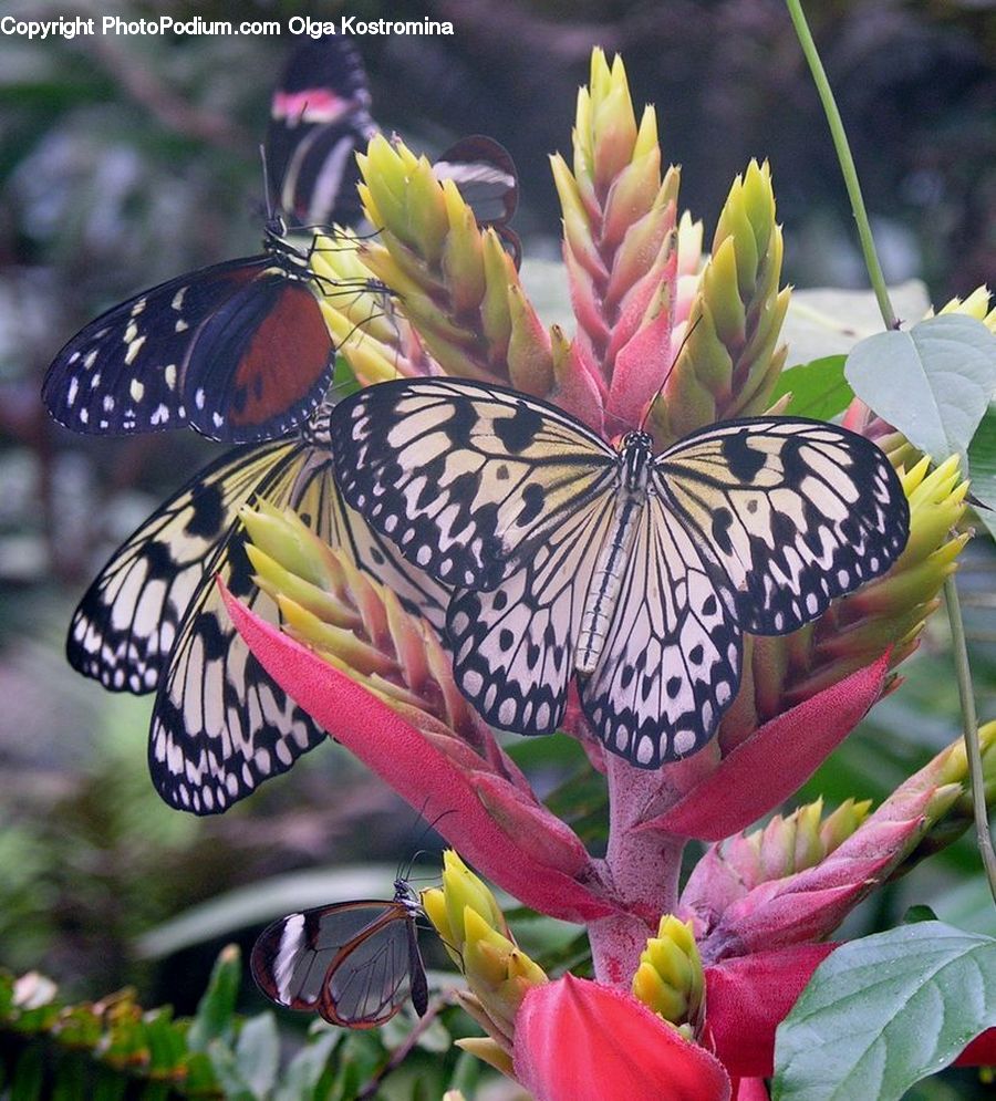 Butterfly, Insect, Invertebrate, Plant, Blossom, Flora, Flower