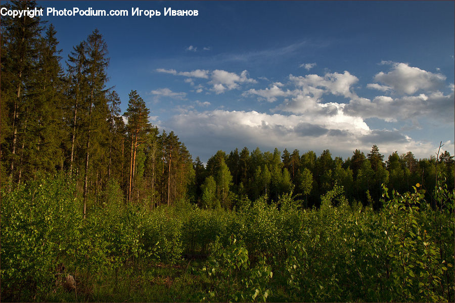 Conifer, Fir, Plant, Tree, Field, Grass, Grassland