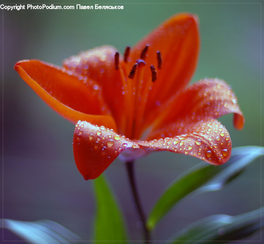 Flora, Flower, Lily, Plant, Blossom, Geranium, Gladiolus