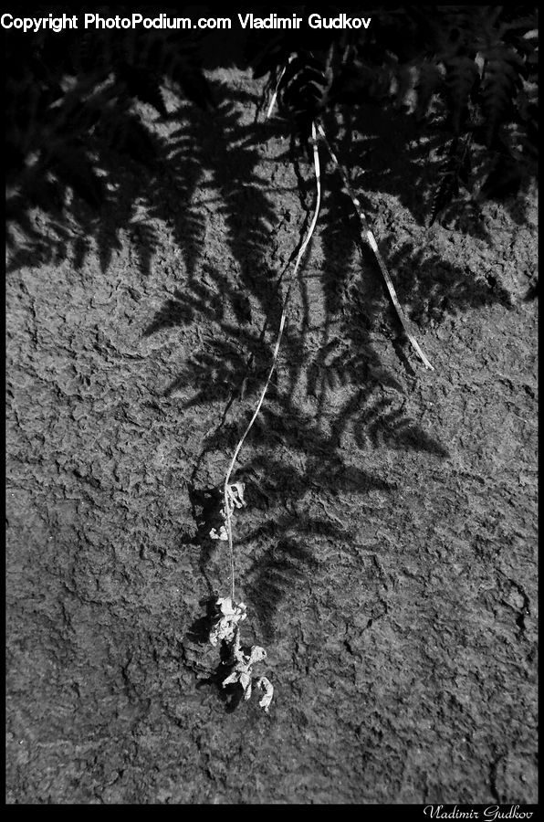 Soil, Forest, Vegetation, Jungle, Rainforest, Plant, Tree