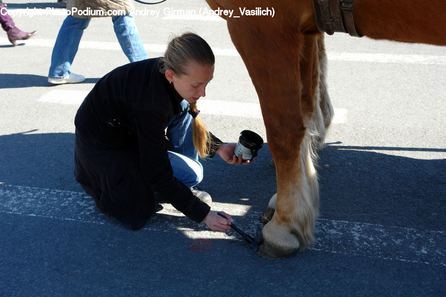 People, Person, Human, Asphalt, Tarmac, Animal, Beagle
