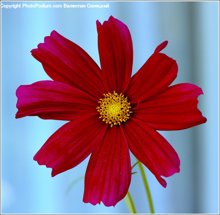 Cosmos, Flora, Pollen, Asteraceae, Blossom, Flower, Plant