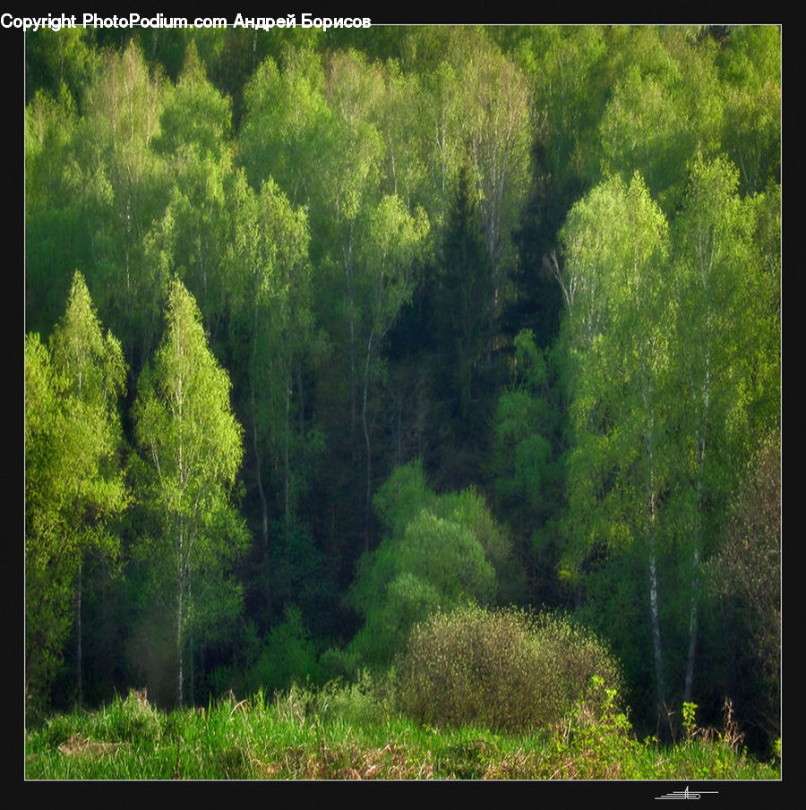 Conifer, Fir, Plant, Tree, Forest, Vegetation, Bush