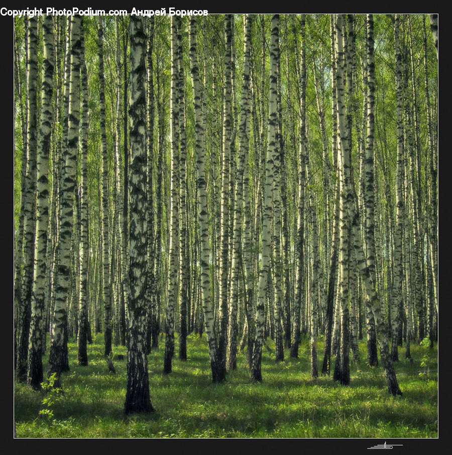 Birch, Tree, Wood, Forest, Vegetation, Plant, Grove