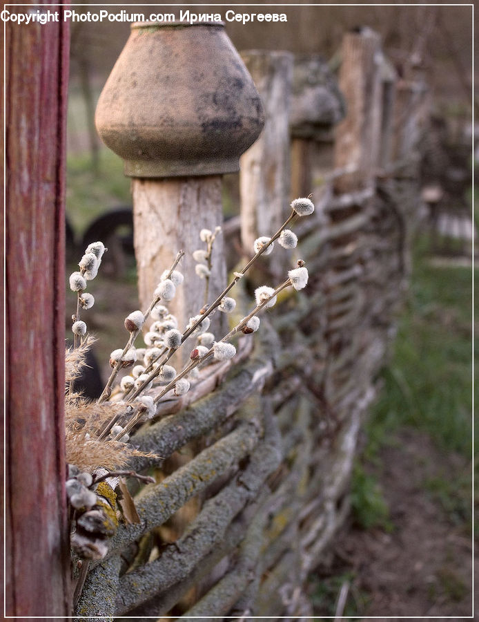 Blossom, Flora, Flower, Plant, Daisies, Daisy, Weed