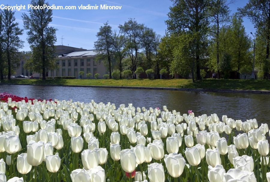 Blossom, Flora, Flower, Plant, Tulip, Outdoors, Pond