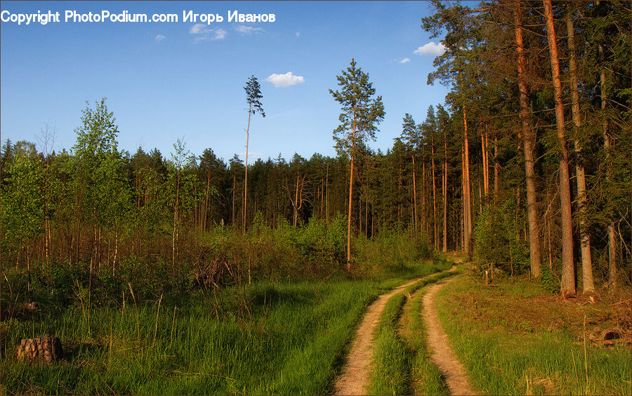 Dirt Road, Gravel, Road, Forest, Vegetation, Conifer, Fir