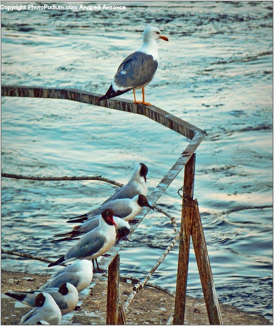 Bird, Seagull, Sea Life, Albatross, Outdoors, Sea, Water