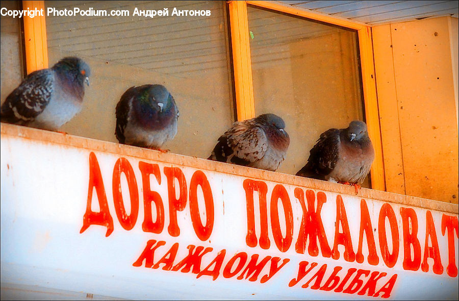 Bird, Pigeon, Dove, Quail, Swallow, Partridge