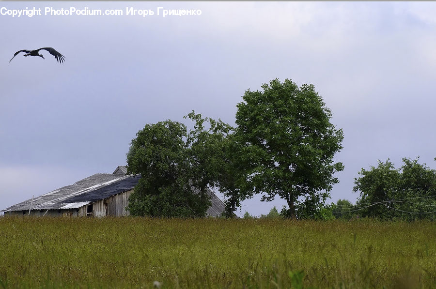 Field, Grass, Grassland, Land, Outdoors, Cabin, Hut