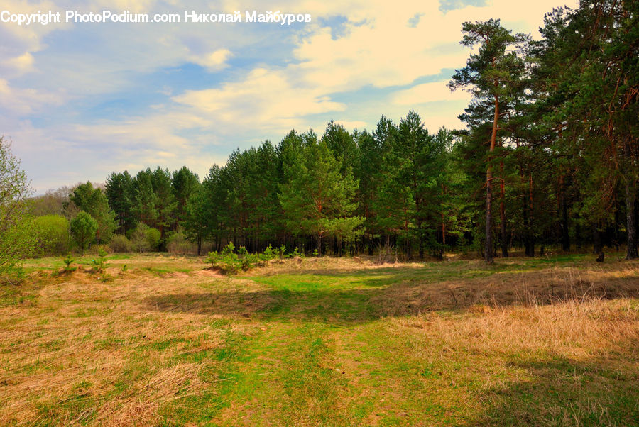 Field, Grass, Grassland, Land, Outdoors, Forest, Grove