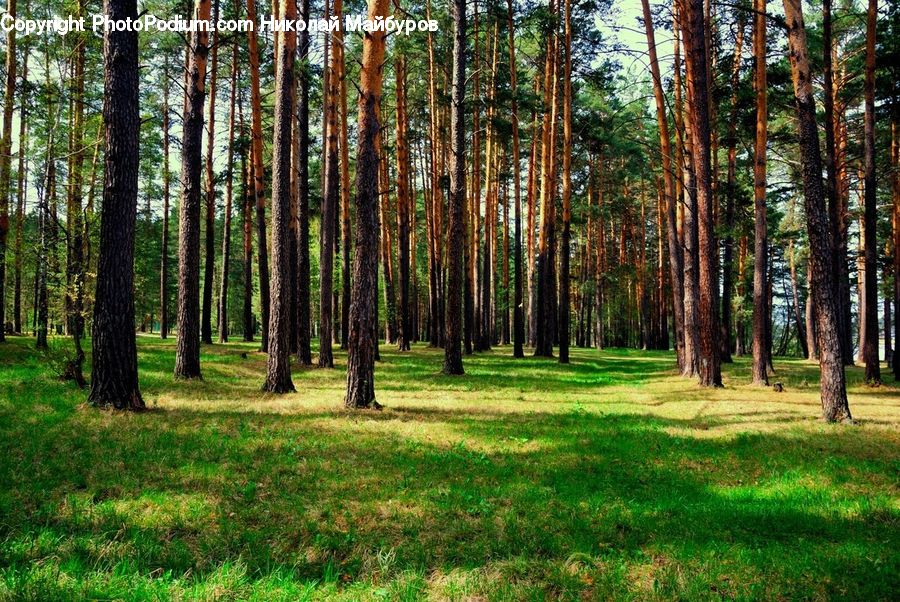 Forest, Vegetation, Grove, Land, Fir, Plant, Tree