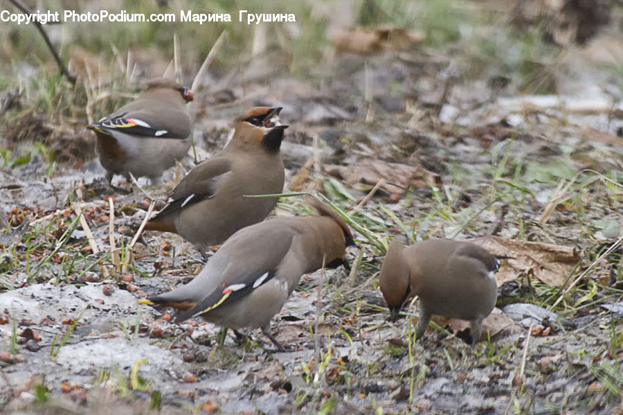 Animal, Mammal, Weasel, Bird, Penguin, Finch, Partridge