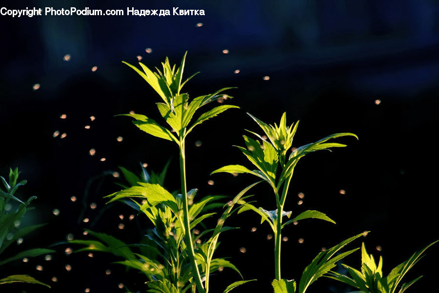 Acanthaceae, Annonaceae, Blossom, Flora, Plant, Weed, Field