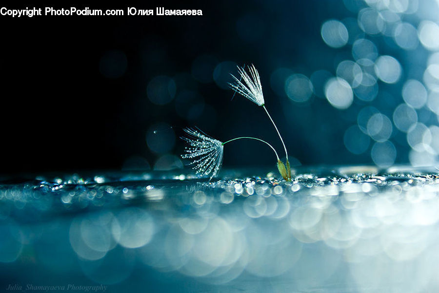 Jewelry, Pearl, Light, Bling, Nature, Outdoors, Fractal