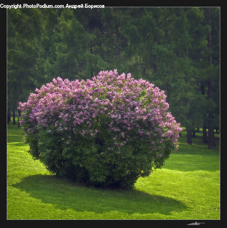 Blossom, Flower, Lilac, Plant, Bush, Vegetation, Allium