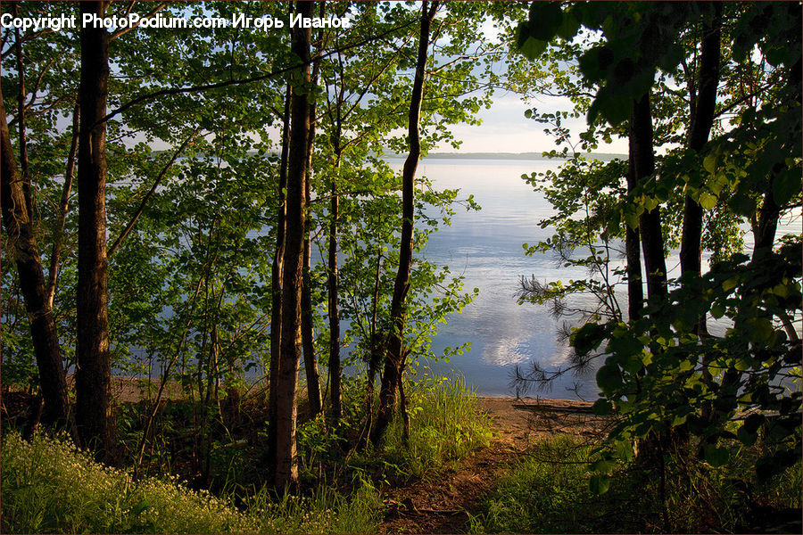 Forest, Vegetation, Landscape, Nature, Scenery, Plant, Conifer