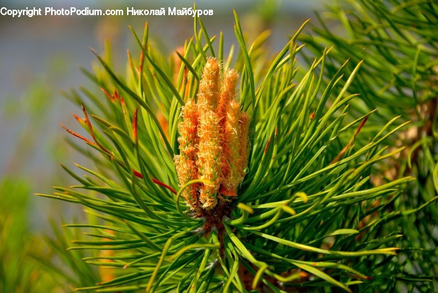 Conifer, Fir, Plant, Tree, Pine, Spruce, Wood
