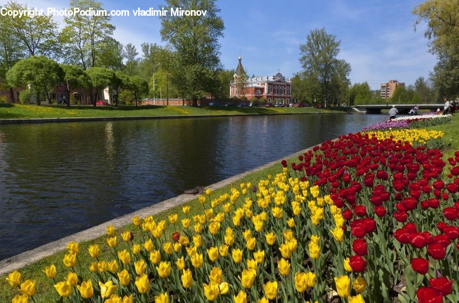 Blossom, Flora, Flower, Plant, Tulip, Architecture, Mansion