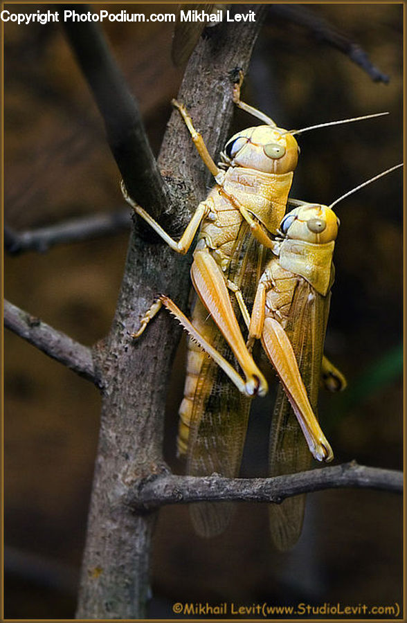 Cricket Insect, Grasshopper, Insect, Invertebrate