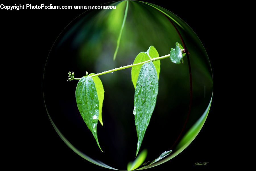 Acanthaceae, Annonaceae, Blossom, Flora, Plant, Herbs, Mint