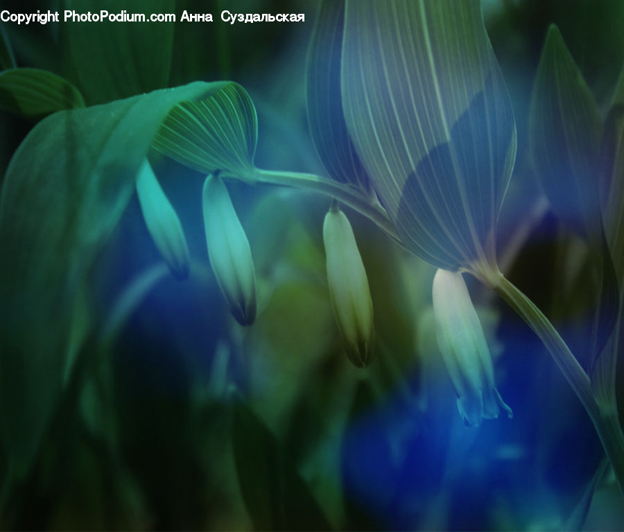 Fiber, Flax, Flora, Flower, Plant, Blossom, Crocus