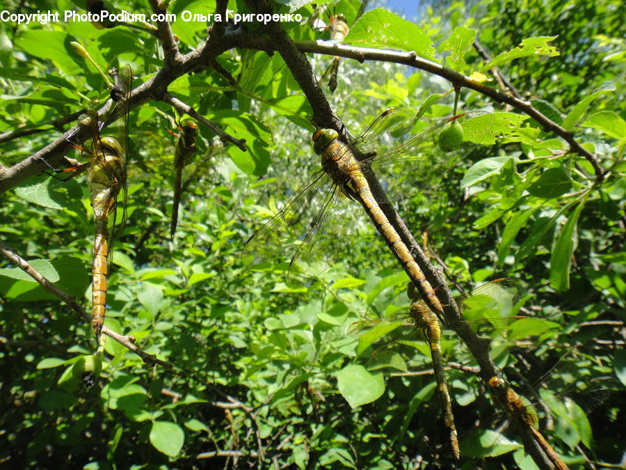 Forest, Jungle, Blossom, Flora, Flower, Plant, Rainforest