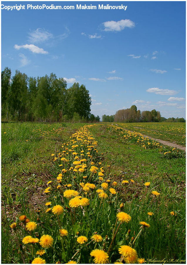 Dandelion, Flower, Plant, Asteraceae, Blossom, Flora, Treasure Flower