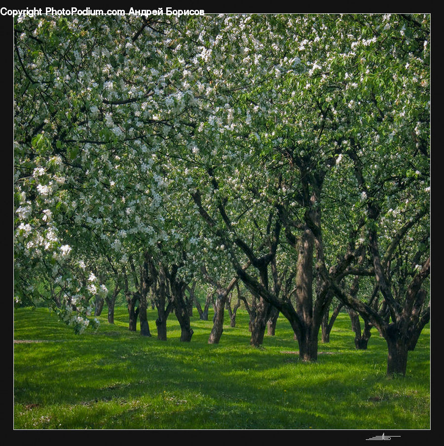 Plant, Tree, Oak, Wood, Park, Blossom, Flora