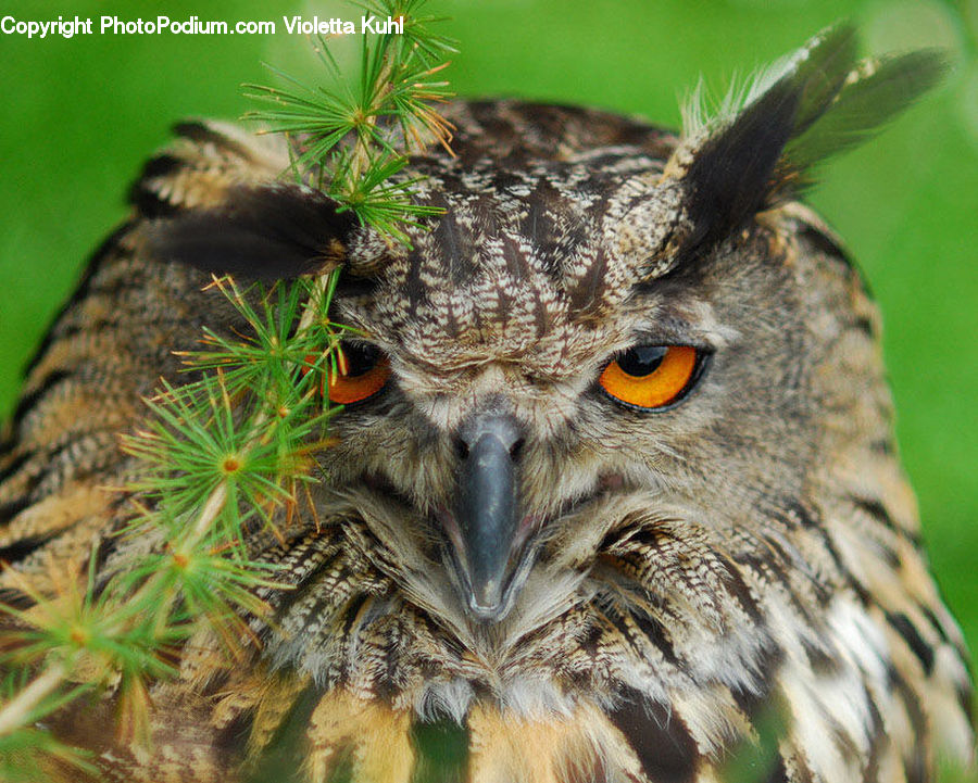 Conifer, Fir, Plant, Tree, Beak, Bird, Dill