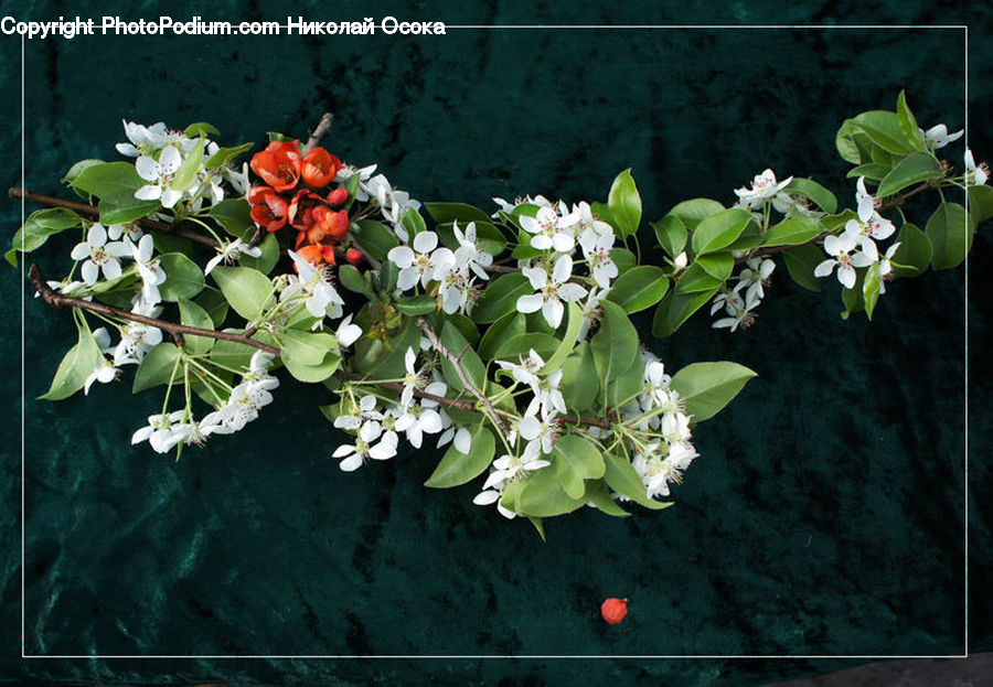 Plant, Potted Plant, Blossom, Flora, Flower, Flower Arrangement, Flower Bouquet