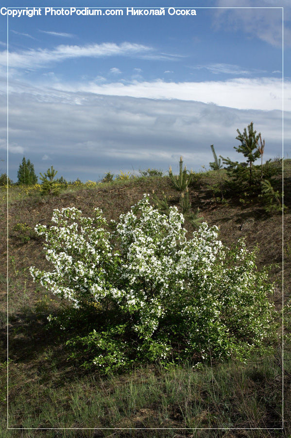 Field, Grass, Grassland, Land, Outdoors, Bush, Plant