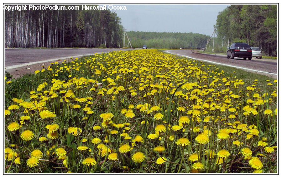 Dandelion, Flower, Plant, Asteraceae, Blossom, Flora, Treasure Flower