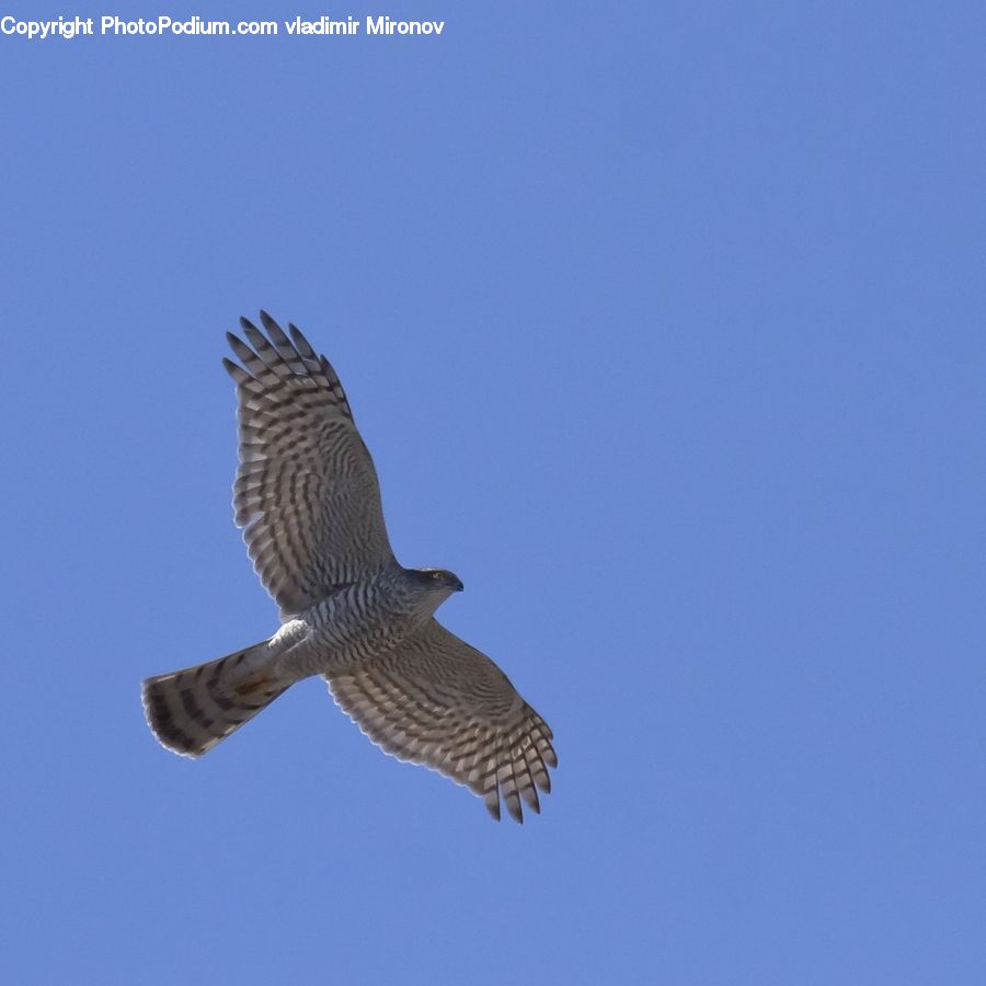 Bird, Buzzard, Harrier, Hawk, Vulture, Accipiter, Flicker Bird