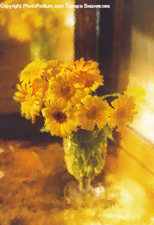 Flower, Mimosa, Plant, Blossom, Flora, Sunflower, Daisies
