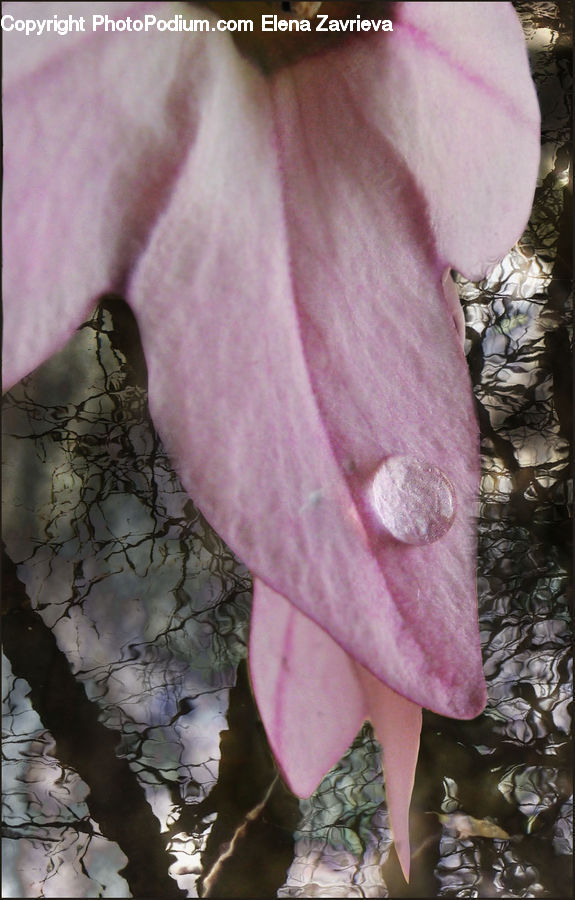 People, Person, Human, Bonnet, Hat, Crystal, Blossom