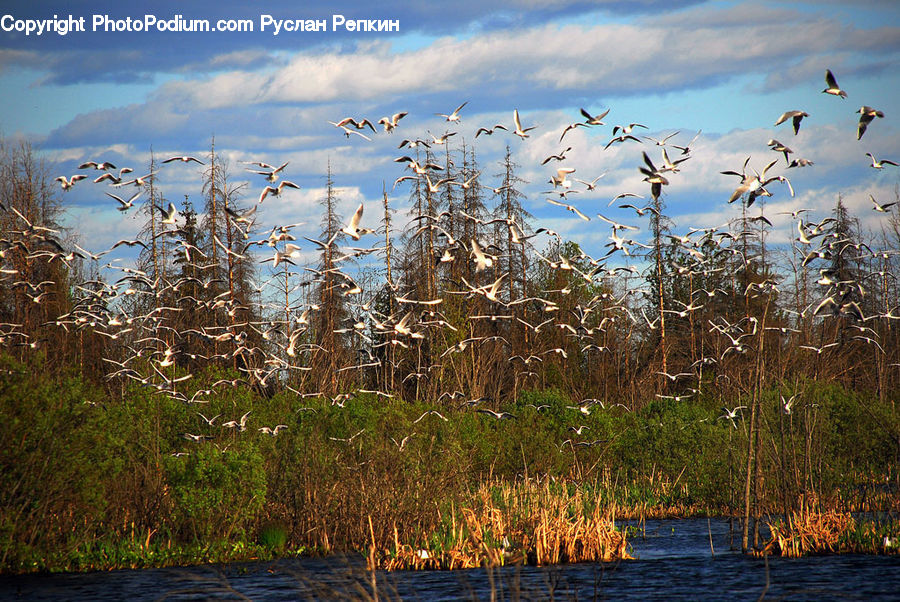 Land, Marsh, Outdoors, Swamp, Water, Grass, Plant