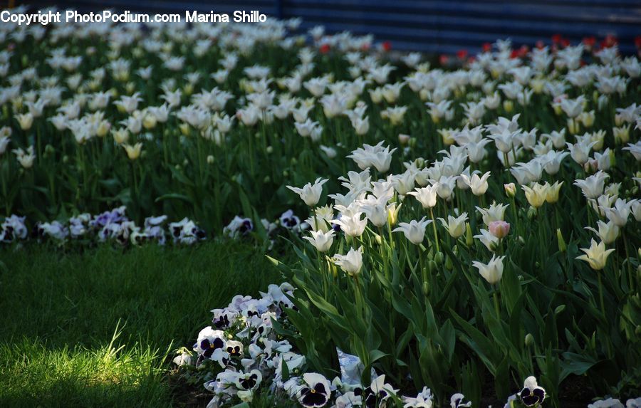 Flora, Flower, Iris, Plant, Blossom, Tulip, Crocus