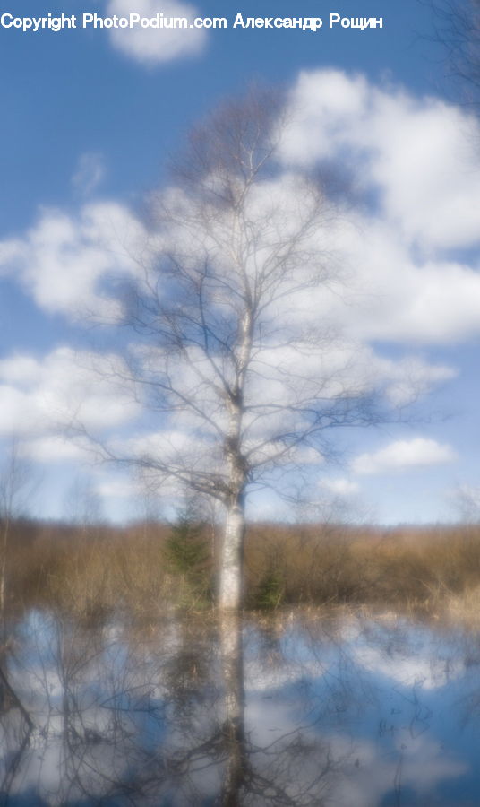 Birch, Tree, Wood, Plant, Dirt Road, Gravel, Road