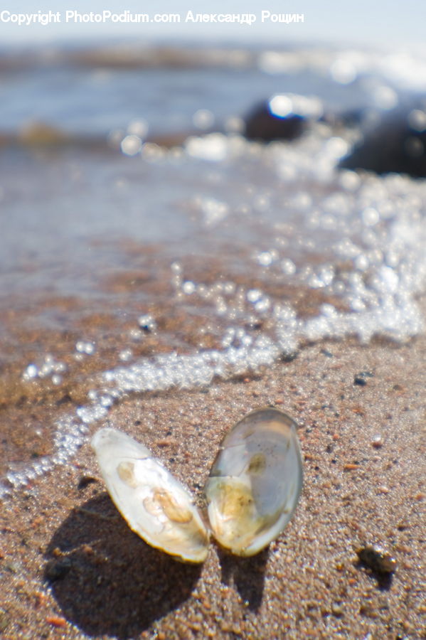 Clam, Sea Life, Seashell, Food, Oyster