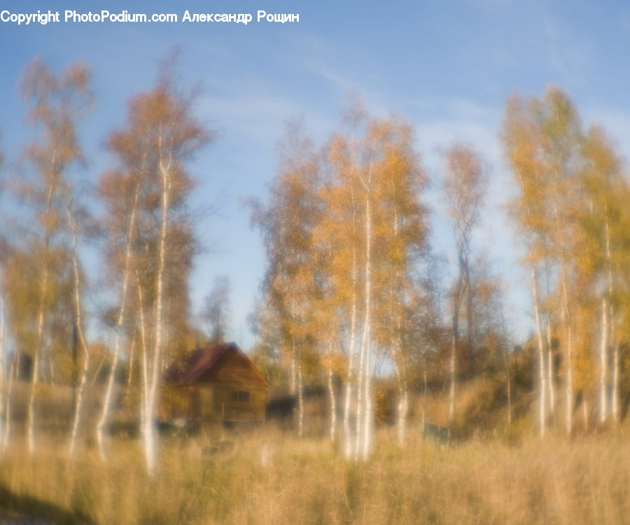 Birch, Tree, Wood, Field, Grass, Grassland, Land