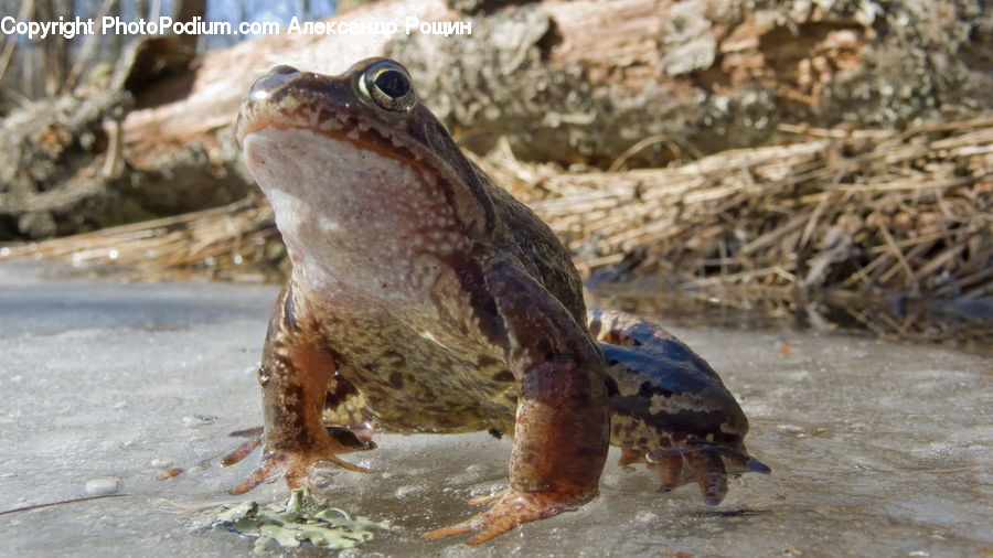 Amphibian, Frog, Wildlife, Toad, Eating