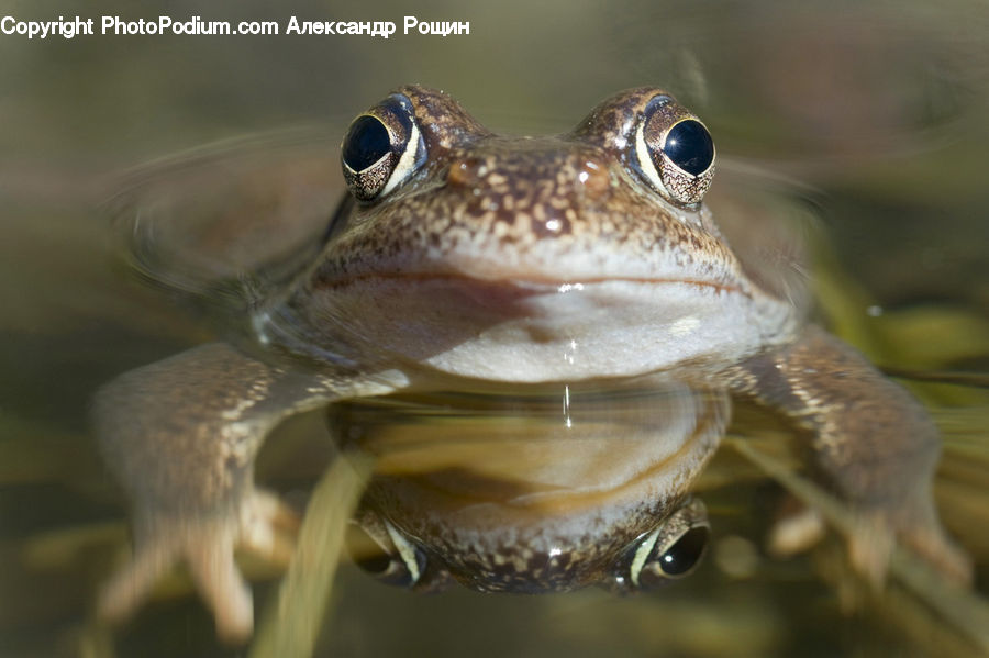 Amphibian, Frog, Wildlife
