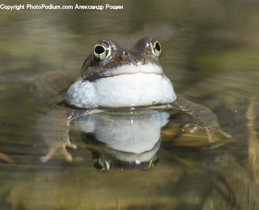 Amphibian, Frog, Wildlife