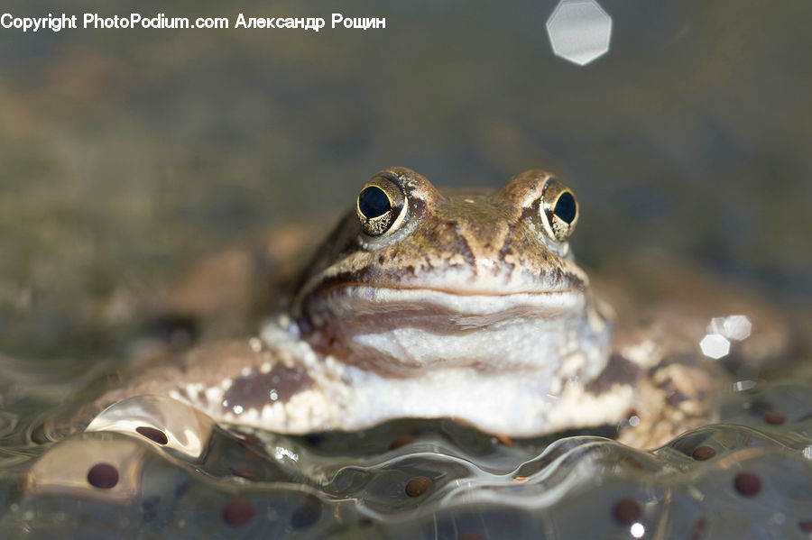 Amphibian, Frog, Wildlife, Toad, Glass