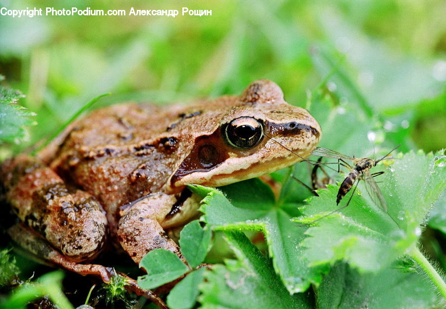 Amphibian, Frog, Wildlife, Insect, Invertebrate, Food, Sandwich