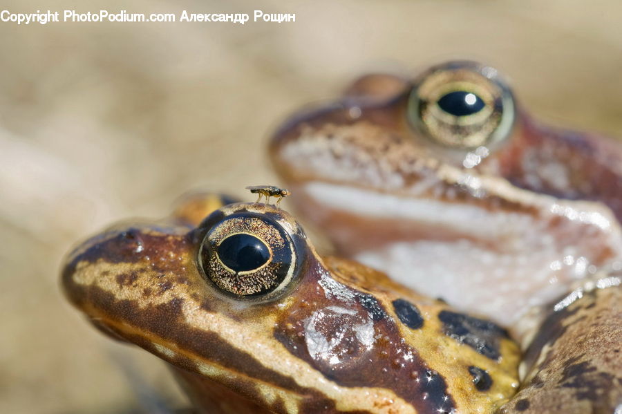 Amphibian, Frog, Wildlife