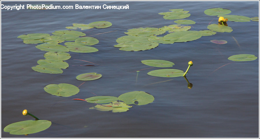 Flower, Lily, Plant, Pond Lily, Water, Anthurium, Cushion