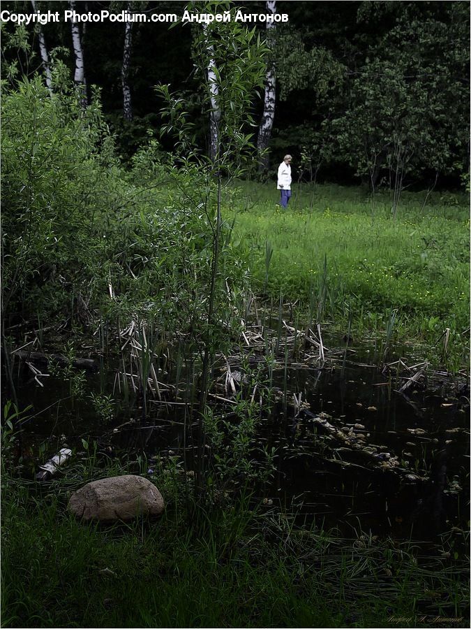 Forest, Jungle, Vegetation, Rainforest, Grove, Land, Birch